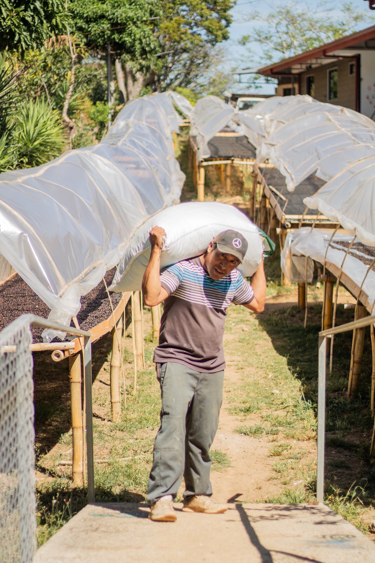 Export der Kaffeebohnen