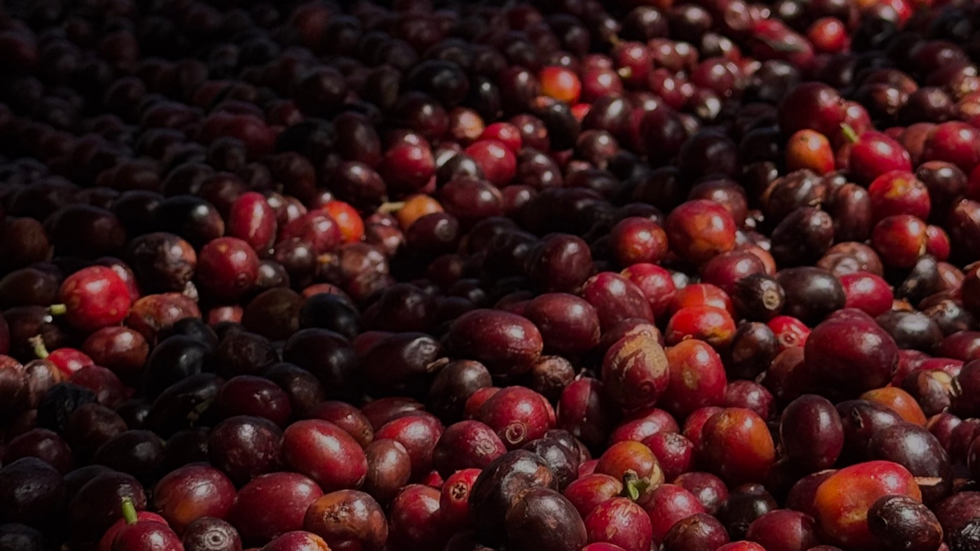 Frische Kaffeekirschen